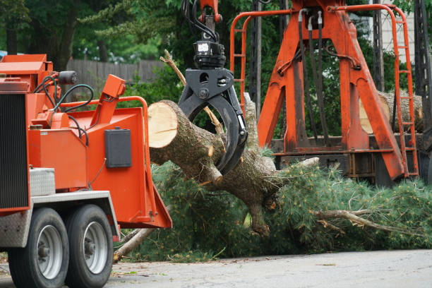 Professional  Tree Services in Hillsboro, MO